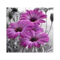 Картина по номерам 30х30 Герберы (16 цветов) Картина по номерам 30х30 Герберы (16 цветов)