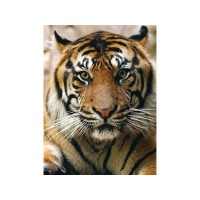 Алмазная мозаика 15х20 ПОРТРЕТ ТИГРА (14 цветов) Алмазная мозаика 15х20 ПОРТРЕТ ТИГРА (14 цветов)