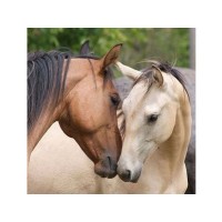 Картина по номерам 30х30 Знакомство (20 цветов) Картина по номерам 30х30 Знакомство (20 цветов)