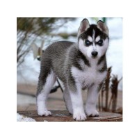 Картина по номерам 30х30 Щенок хаски (20 цветов) №2 Картина по номерам 30х30 Щенок хаски (20 цветов) №2