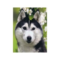 Алмазная мозаика 15х20 ХАСКИ (14 цветов) Алмазная мозаика 15х20 ХАСКИ (14 цветов)