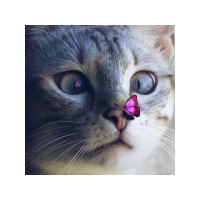 Картины мозаикой 30х30 КОТ С БАБОЧКОЙ (28 цветов) Картины мозаикой 30х30 КОТ С БАБОЧКОЙ (28 цветов)