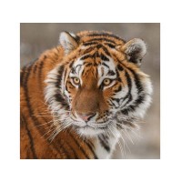 Картина по номерам 30х30 Тигр (18 цветов)