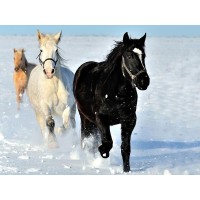 Картина по номерам с цветной схемой на холсте 30х40 По первому снегу (18 цветов) Картина по номерам с цветной схемой на холсте 30х40 По первому снегу (18 цветов)