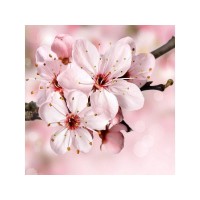 Картина мозаикой 30х30 ЯБЛОНЯ В ЦВЕТУ (квадрат) (20 цветов) Картина мозаикой 30х30 ЯБЛОНЯ В ЦВЕТУ (квадрат) (20 цветов)