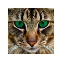 Картины мозаикой 30х30 БЕНГАЛЬСКАЯ КОШКА (15 цветов) Картины мозаикой 30х30 БЕНГАЛЬСКАЯ КОШКА (15 цветов)