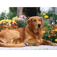 Картина по номерам с цветной схемой на холсте 30х40 Золотистый ретривер (18 цветов) Картина по номерам с цветной схемой на холсте 30х40 Золотистый ретривер (18 цветов)