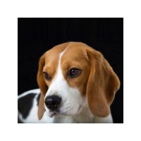 Картина мозаикой 30х30 БИГЛЬ (квадрат) (20 цветов) Картина мозаикой 30х30 БИГЛЬ (квадрат) (20 цветов)