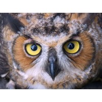 Картина мозаикой 15х20 ФИЛИН (18 цветов) Картина мозаикой 15х20 ФИЛИН (18 цветов)