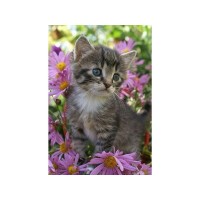 Картина по номерам с цветной схемой на холсте 30х40 Серый котенок (18 цветов) Картина по номерам с цветной схемой на холсте 30х40 Серый котенок (18 цветов)