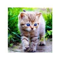 Картина по номерам 30Х30 ГОЛУБОГЛАЗОЕ ЧУДО (20 цветов) Картина по номерам 30Х30 ГОЛУБОГЛАЗОЕ ЧУДО (20 цветов)