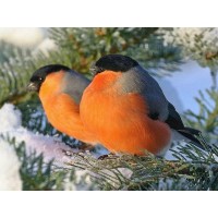 Картина мозаикой 15х20 СНЕГИРИ ЗИМОЙ (12 цветов)