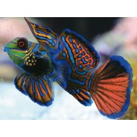 Картина-открытка мозаикой 15х20 РАДУЖНАЯ РЫБКА (13 цветов) Картина-открытка мозаикой 15х20 РАДУЖНАЯ РЫБКА (13 цветов)