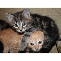 Картина по номерам с цветной схемой на холсте 30х40 МАЛЫШИ (19 цветов) Картина по номерам с цветной схемой на холсте 30х40 МАЛЫШИ (19 цветов)