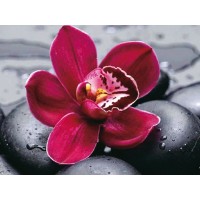 Алмазная мозаика 15х20 ЦВЕТОК НА КАМНЯХ (11 цвет) Алмазная мозаика 15х20 ЦВЕТОК НА КАМНЯХ (11 цвет)