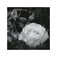 Картина по номерам 30Х30 БЕЛАЯ РОЗА. (14 цветов) Картина по номерам 30Х30 БЕЛАЯ РОЗА. (14 цветов)