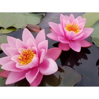 Картина мозаикой 15х20 РОЗОВЫЕ КУВШИНКИ (10 цветов) Картина мозаикой 15х20 РОЗОВЫЕ КУВШИНКИ (10 цветов)