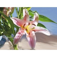 Картина-открытка мозаикой 15х20 ЛИЛИЯ (13 цветов) Картина-открытка мозаикой 15х20 ЛИЛИЯ (13 цветов)