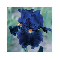 Картина мозаикой 30х30 СИНИЙ ИРИС (квадрат) (14 цветов) Картина мозаикой 30х30 СИНИЙ ИРИС (квадрат) (14 цветов)