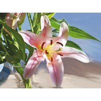 Алмазная мозаика 15х20 ЛИЛИЯ (13 цветов) Алмазная мозаика 15х20 ЛИЛИЯ (13 цветов)