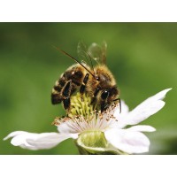 Картина-открытка мозаикой 15х20 СЛАДКИЙ НЕКТАР (16 цветов) Картина-открытка мозаикой 15х20 СЛАДКИЙ НЕКТАР (16 цветов)