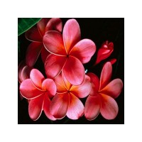 Картина мозаикой 30х30 ЦВЕТОК ЛАОСА (квадрат) (15 цветов) Картина мозаикой 30х30 ЦВЕТОК ЛАОСА (квадрат) (15 цветов)