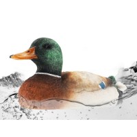 Радиоуправляемый катер Flytec V201 Утка, зеленый 2.4G RTR Радиоуправляемый катер Flytec V201 Утка, зеленый 2.4G RTR